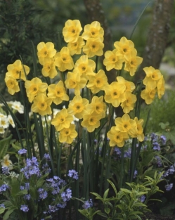 Narcis Kokopelli